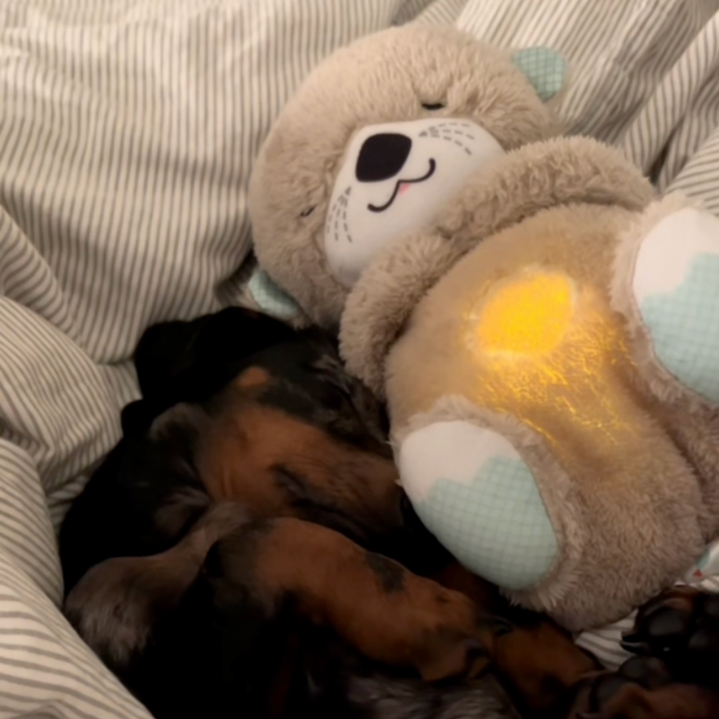 Chewie Calming Breathing Otter