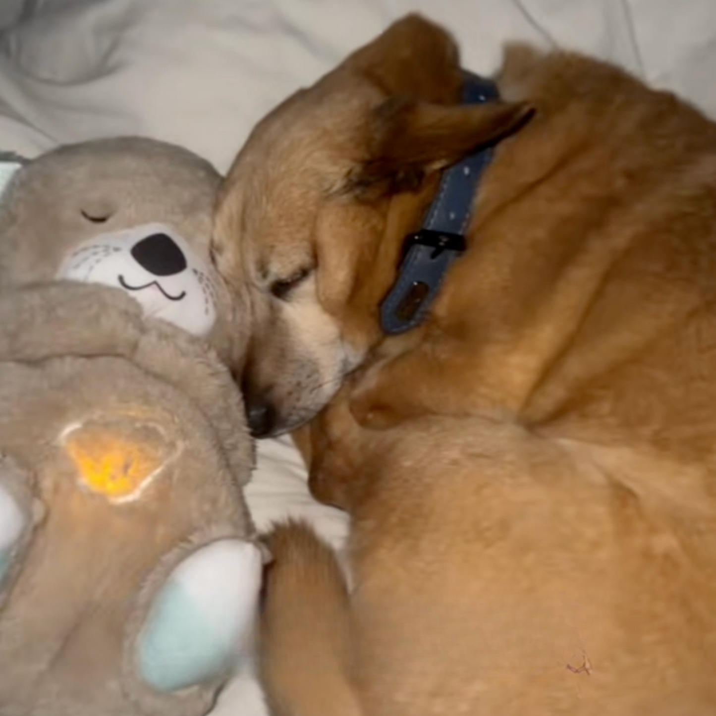 Chewie Calming Breathing Otter