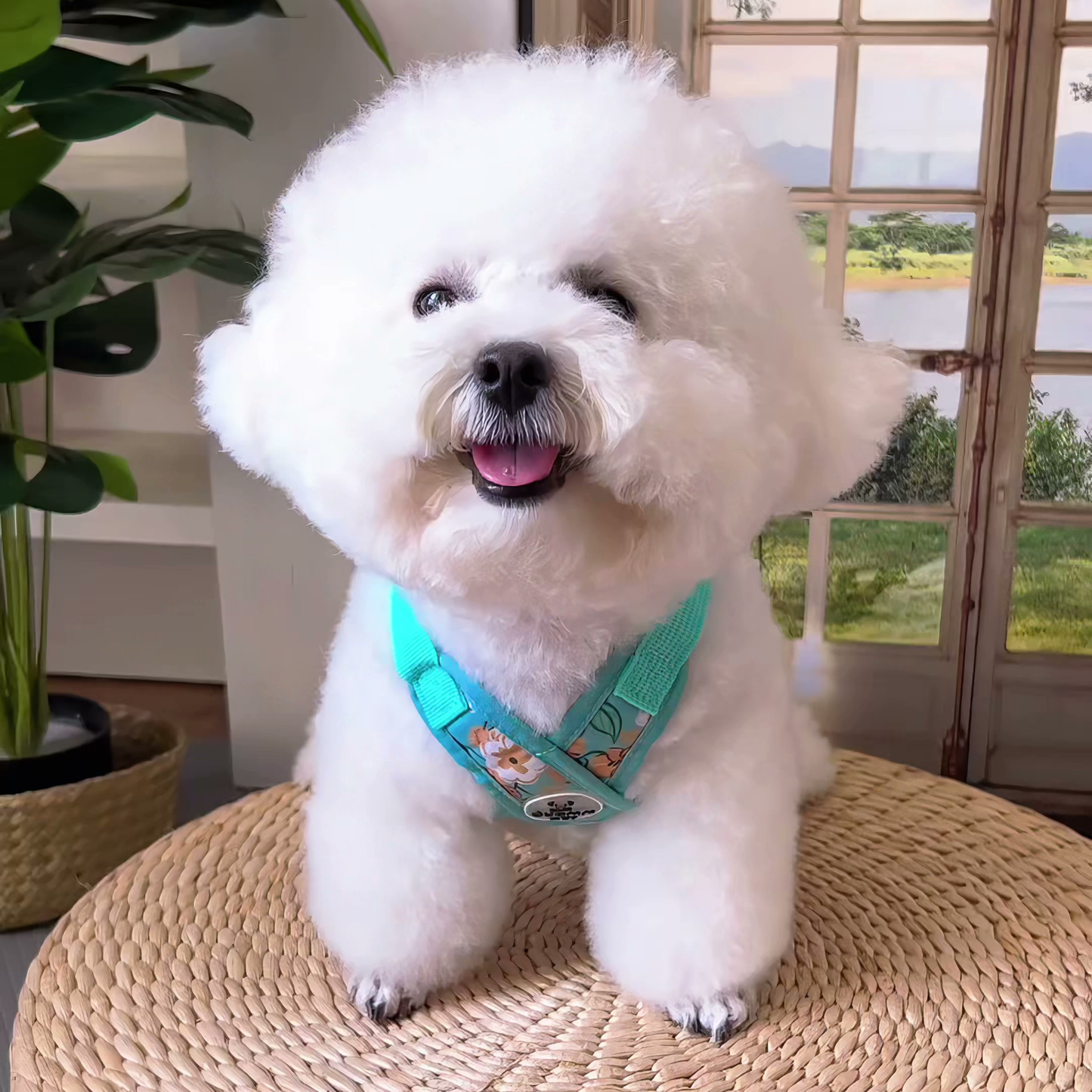 Chewie Viral Harness