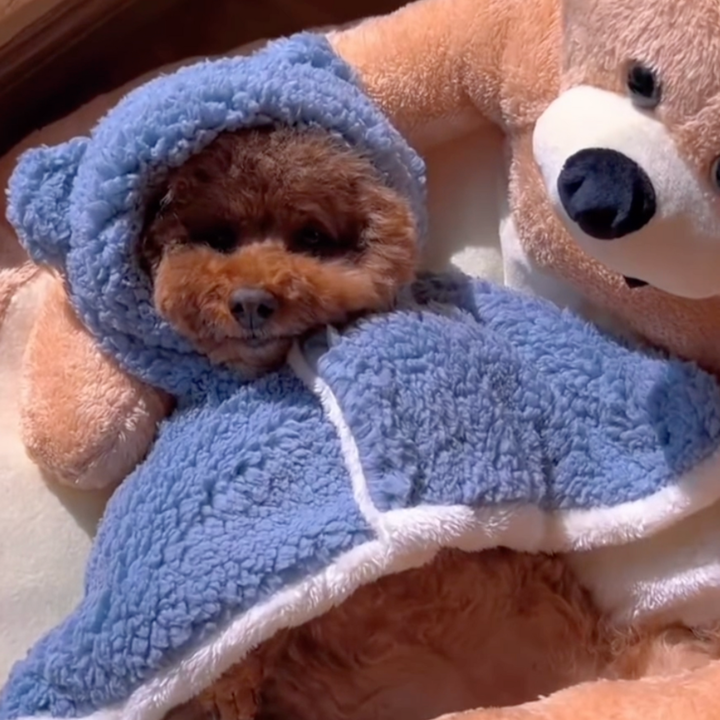 Chewie Cozy Bear Bed
