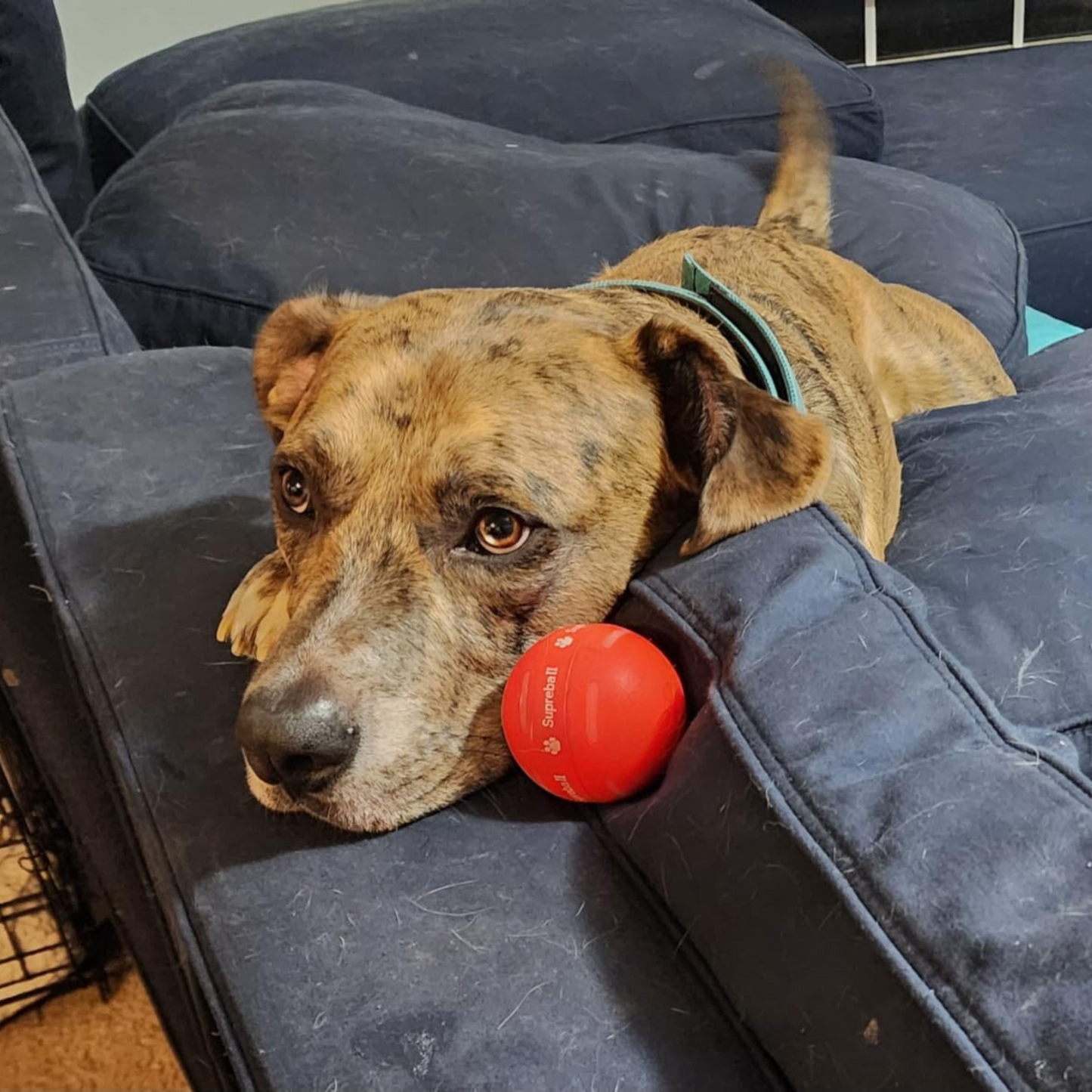 Chewie Viral Bouncing Ball