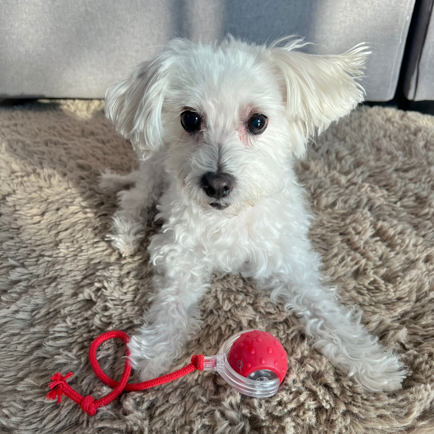 Chewie Viral Rolling Ball