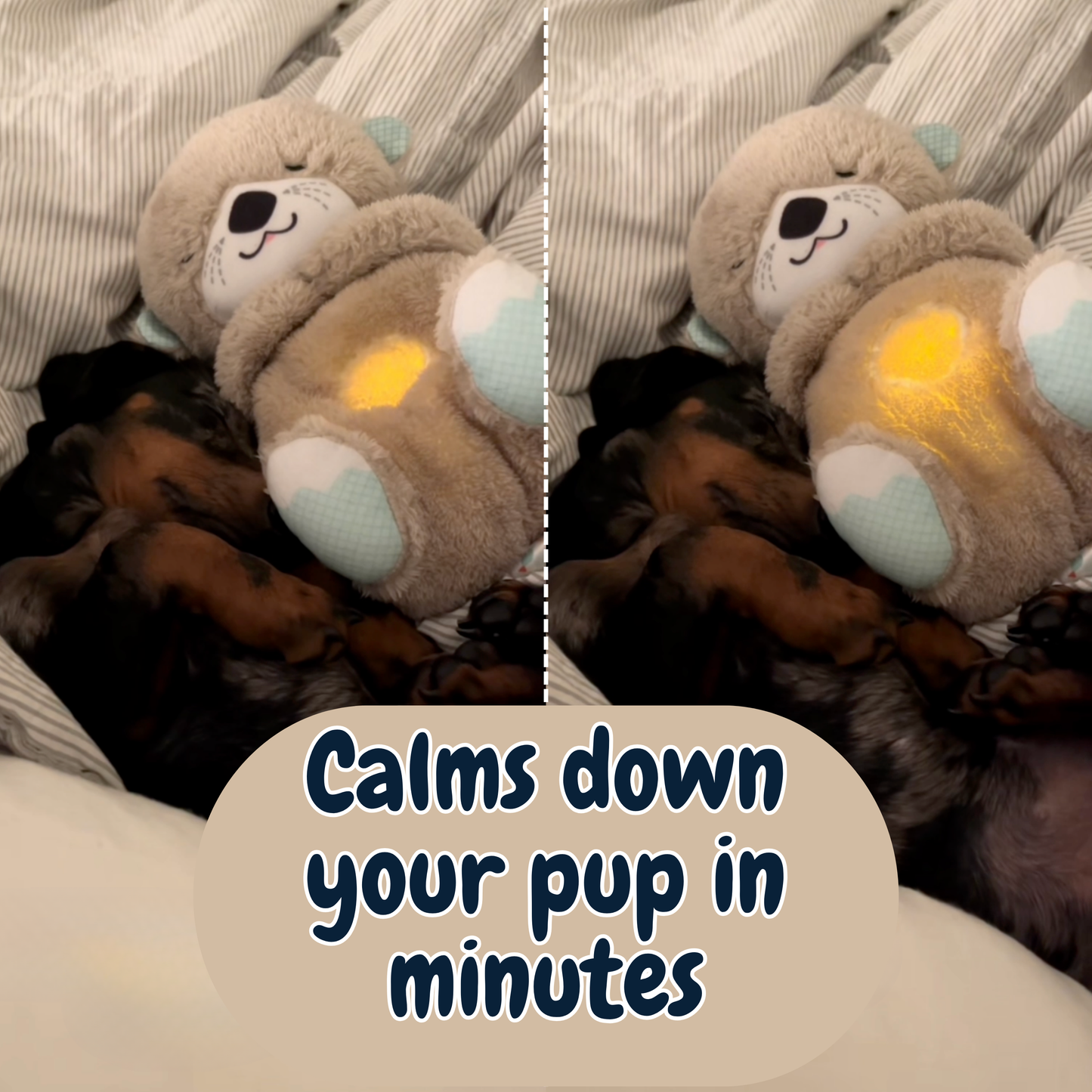 Chewie Calming Breathing Otter