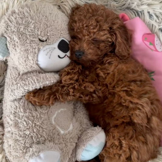 Chewie Calming Breathing Otter