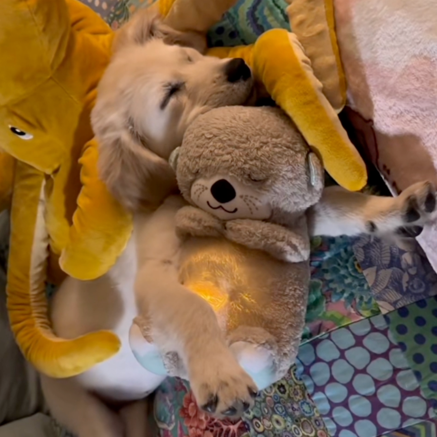 Chewie Calming Breathing Otter