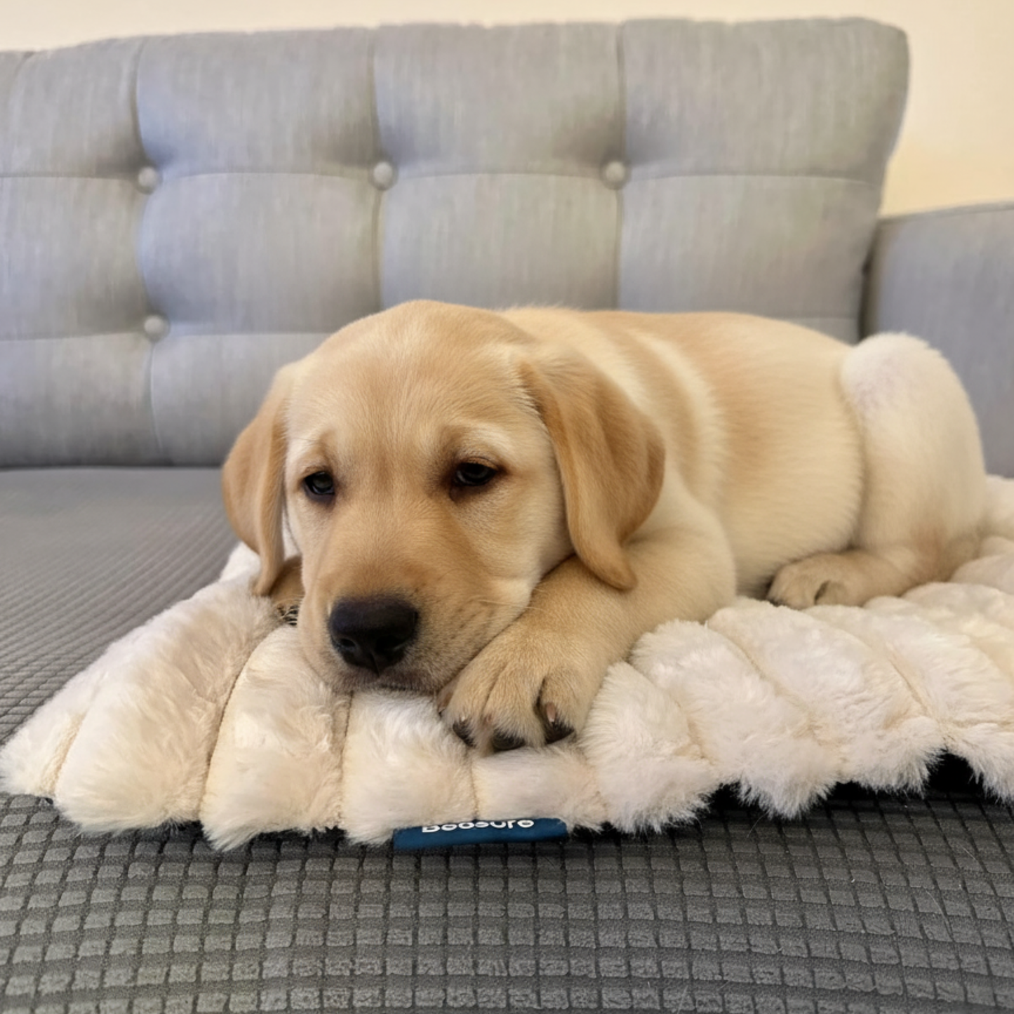 Chewie Viral Self-Heating Mat