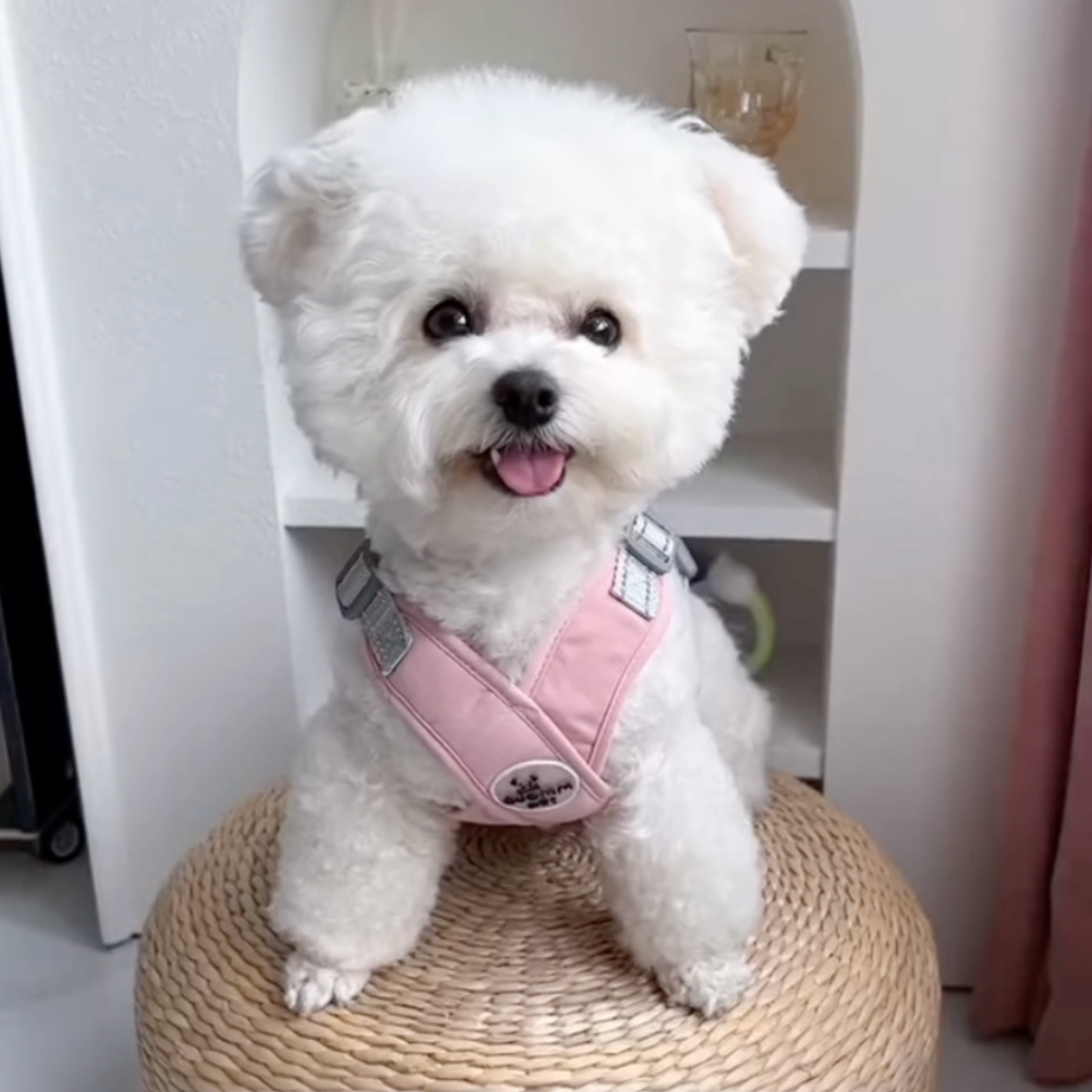 Chewie: make your doggy happy!