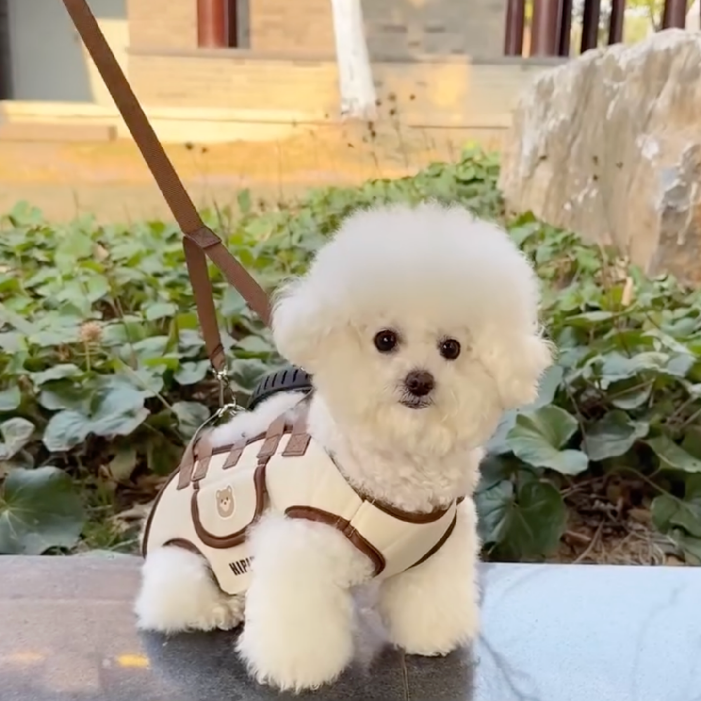 Chewie Viral Dog Carrier