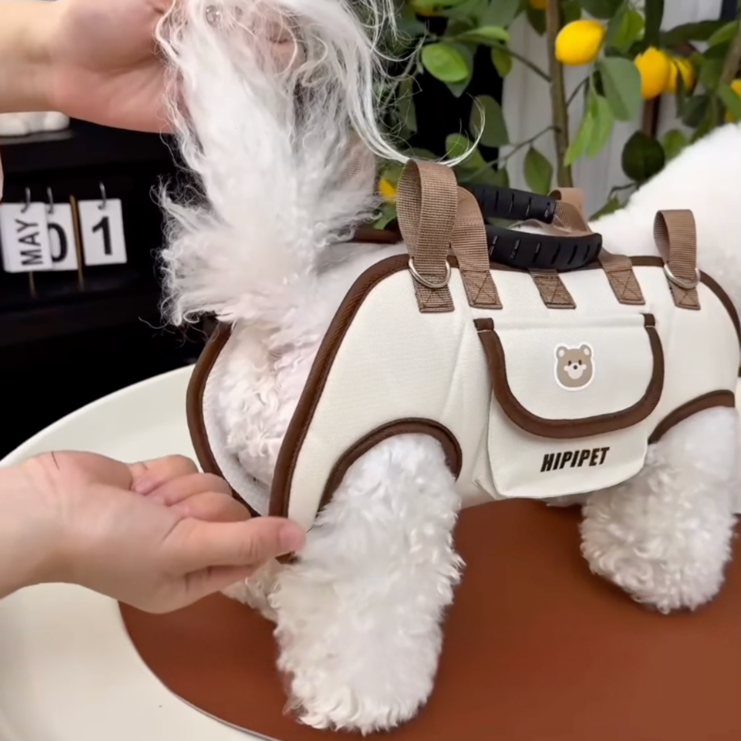 Chewie Viral Dog Carrier