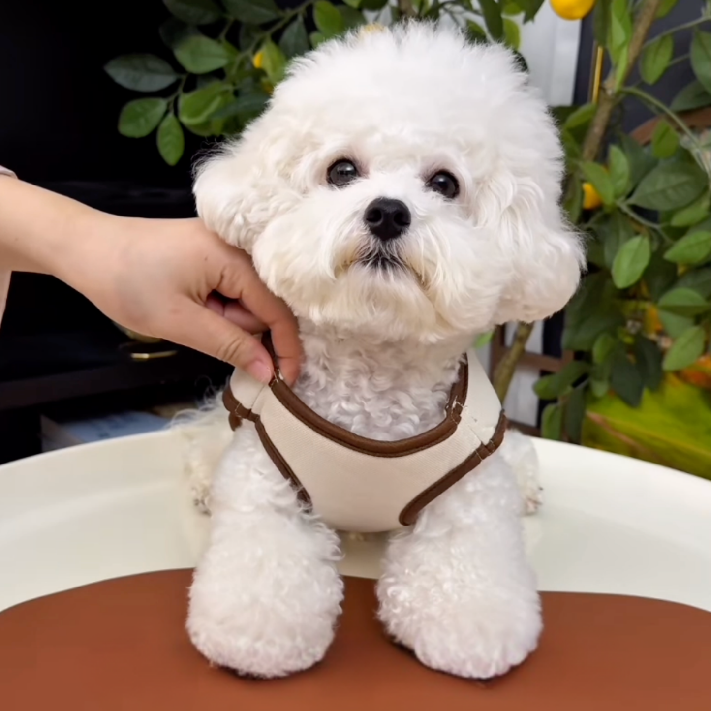 Chewie Viral Dog Carrier