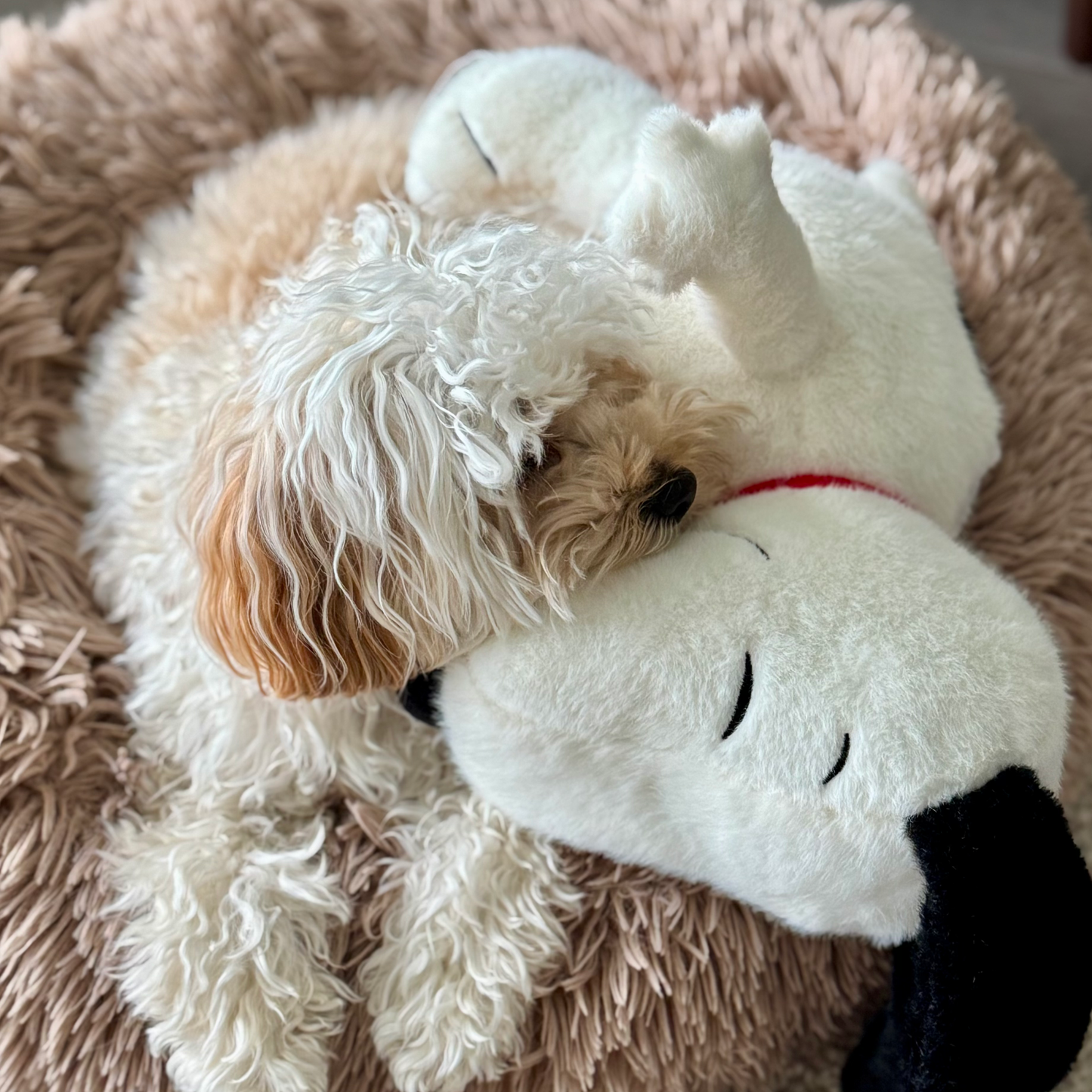 Chewie Calming Breathing Snoopy