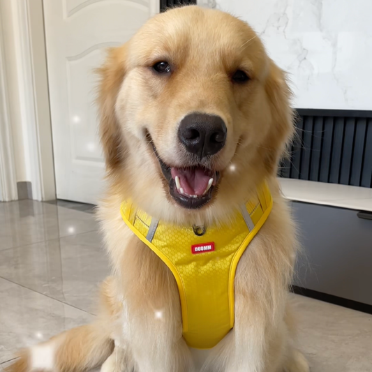 Chewie Cozy Harness
