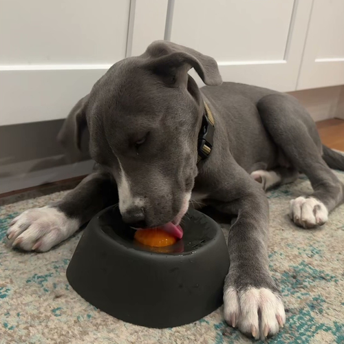 Chewie Viral Licking Bowl