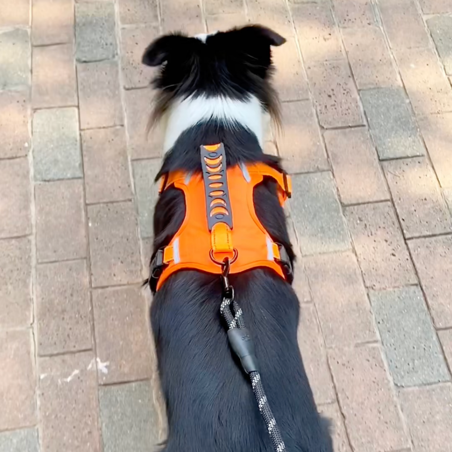 Chewie Cozy Harness