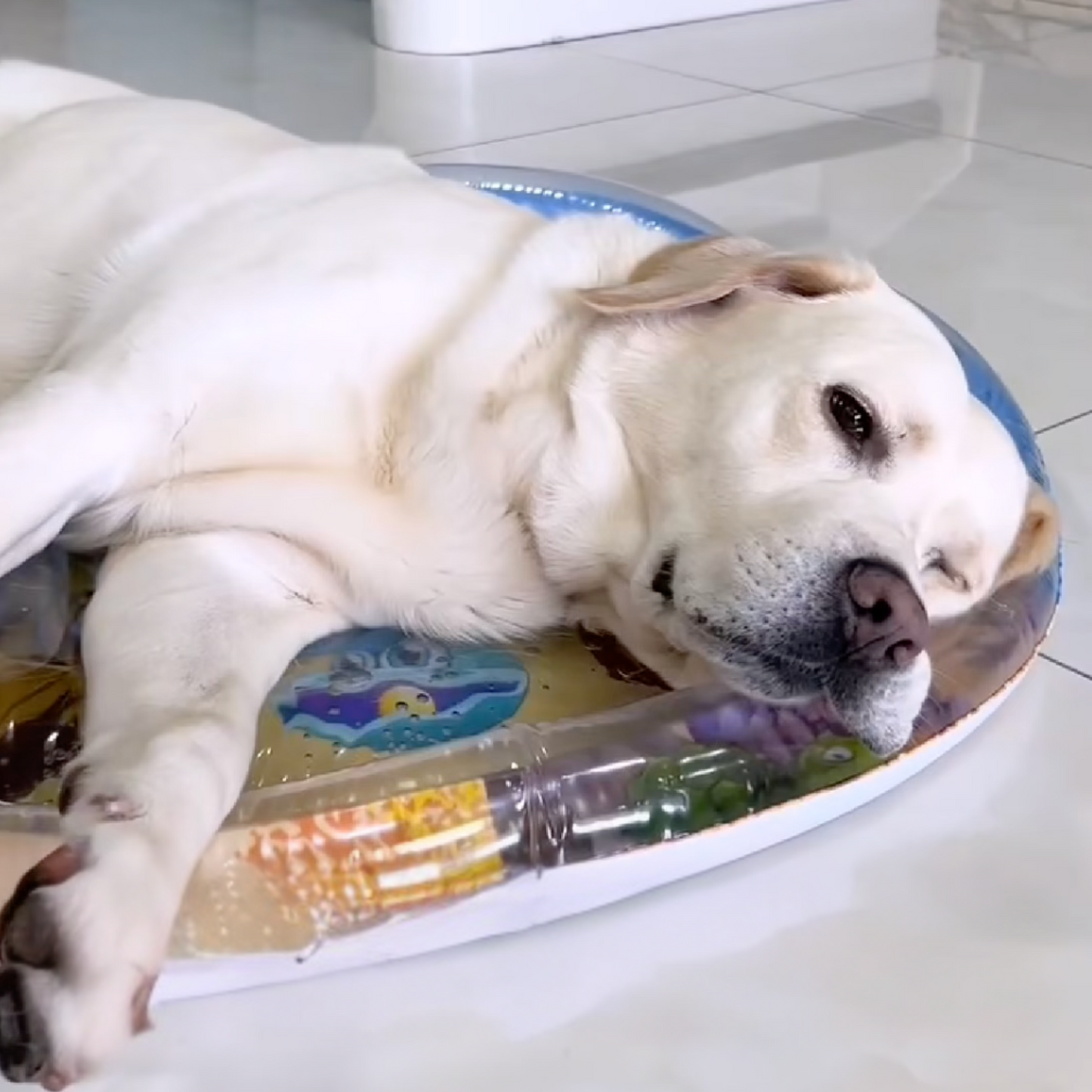 Chewie Cooling Water Bed