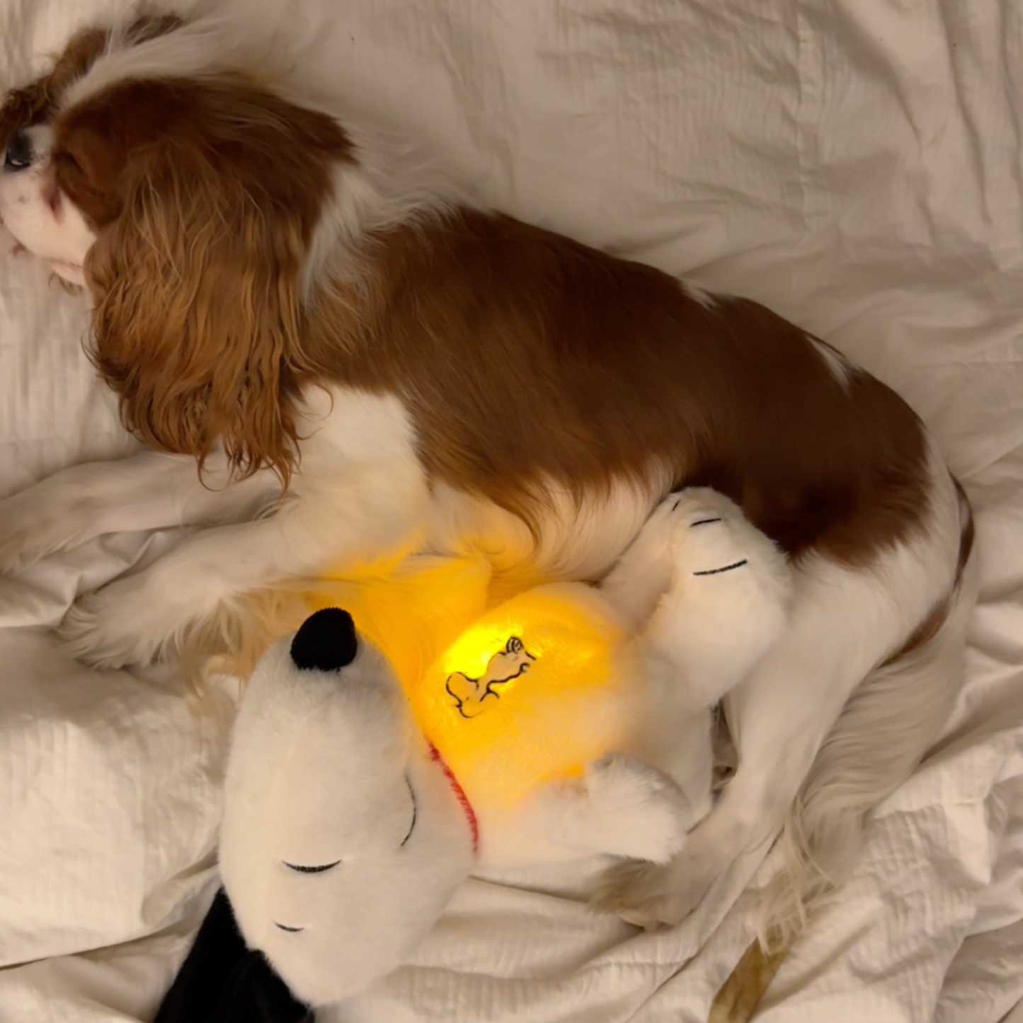 Chewie Calming Breathing Snoopy