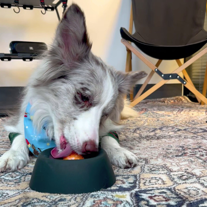 Chewie Viral Licking Bowl