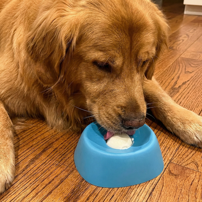 Chewie Viral Licking Bowl