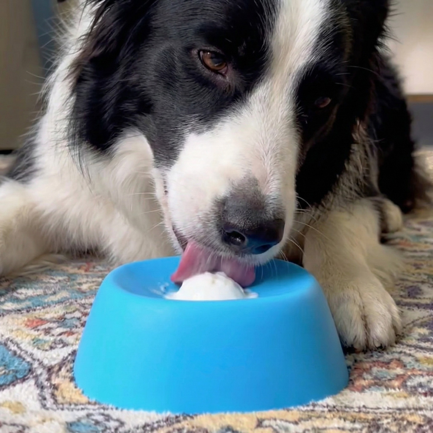 Chewie Viral Licking Bowl