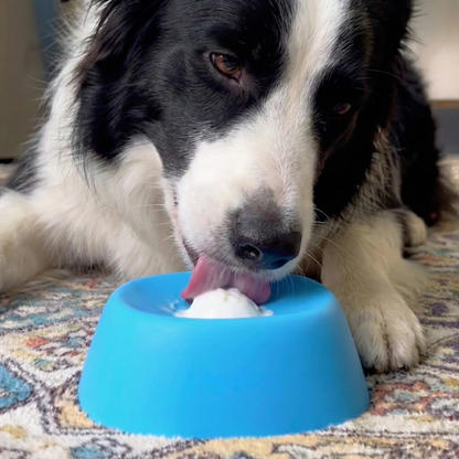 Chewie Viral Licking Bowl