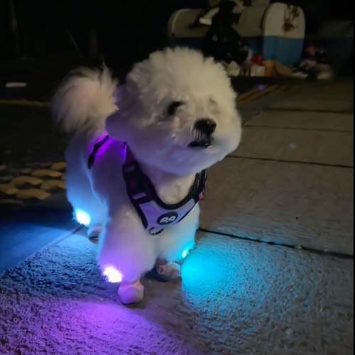 Chewie Viral Lights Shoes