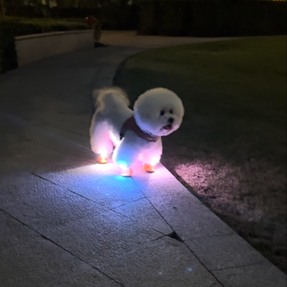 Chewie Viral Lights Shoes