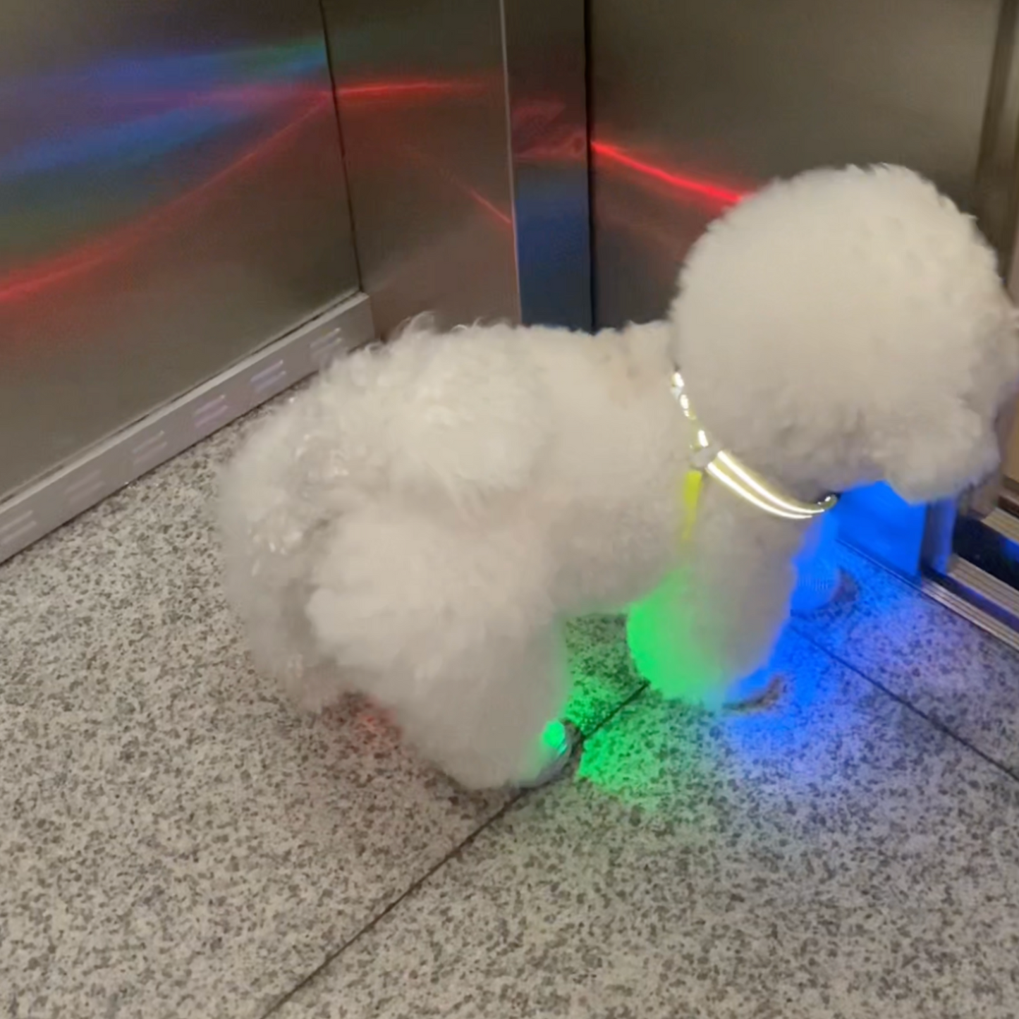 Chewie Viral Lights Shoes