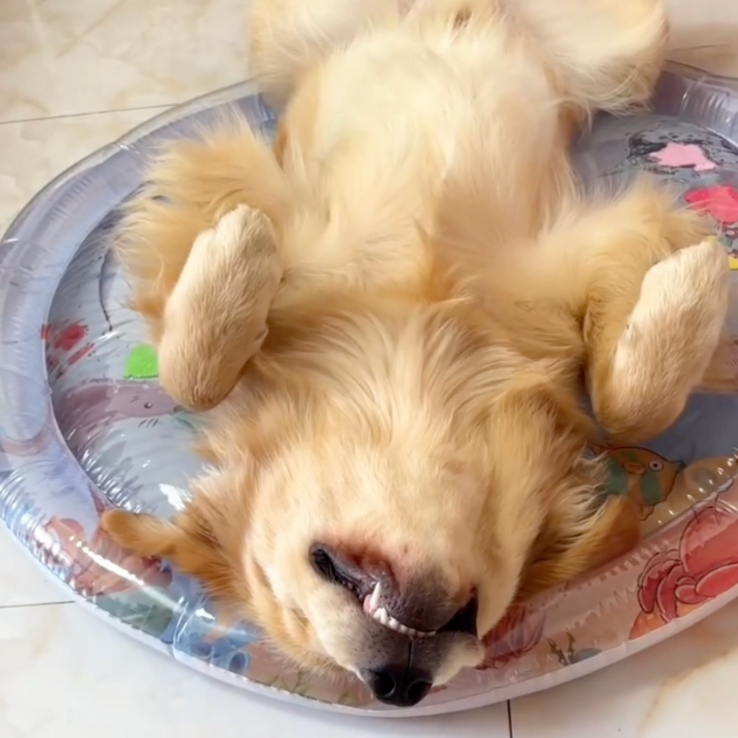 Chewie Cooling Water Bed