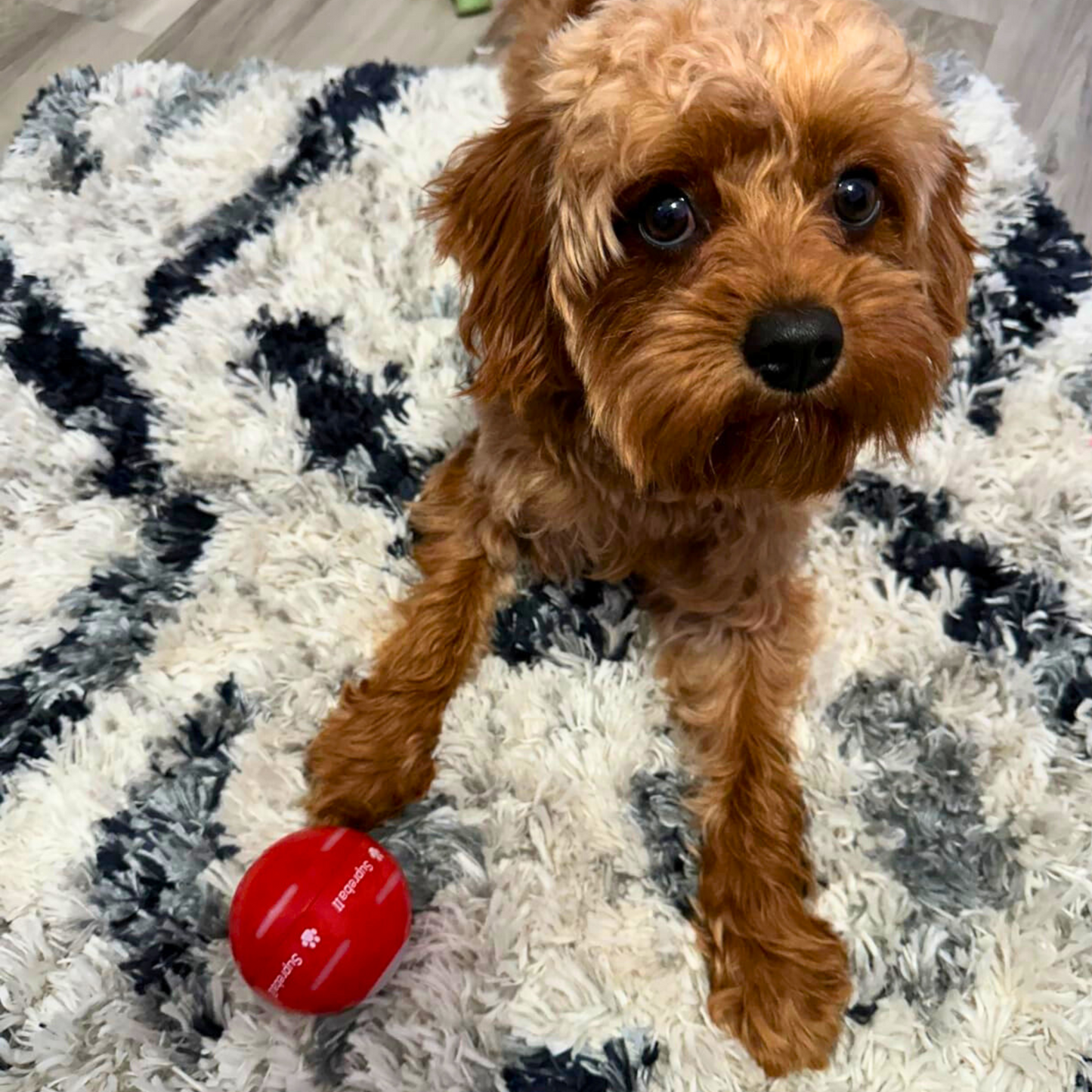 Chewie Viral Bouncing Ball