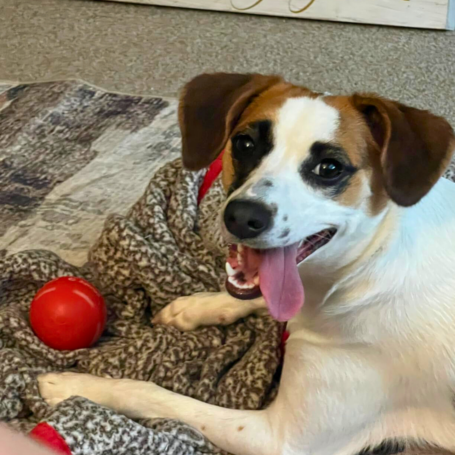 Chewie Viral Bouncing Ball