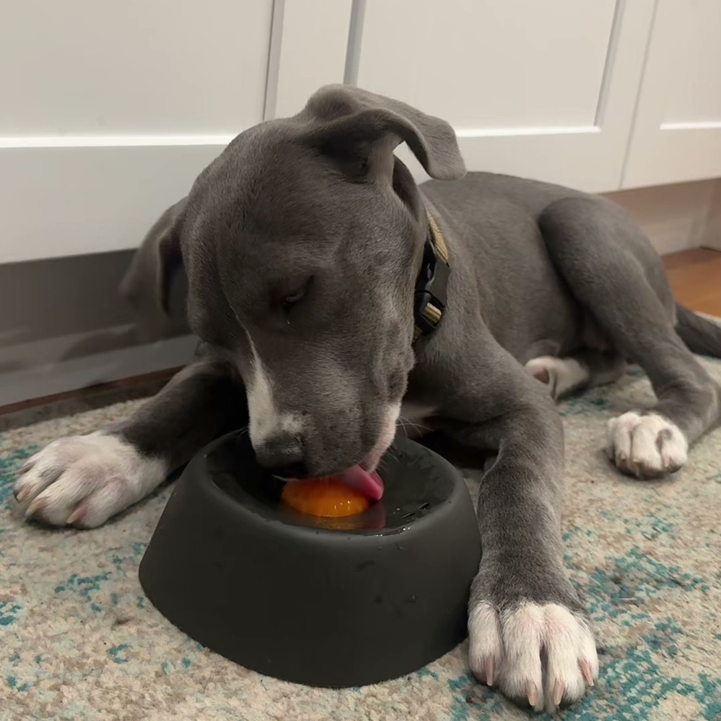 Chewie Viral Licking Bowl