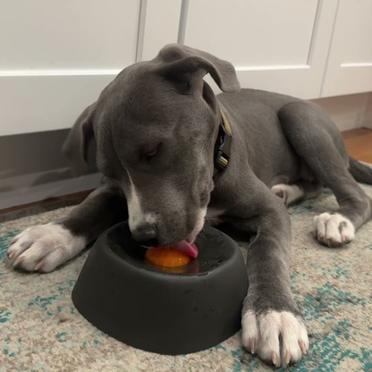 Chewie Viral Licking Bowl