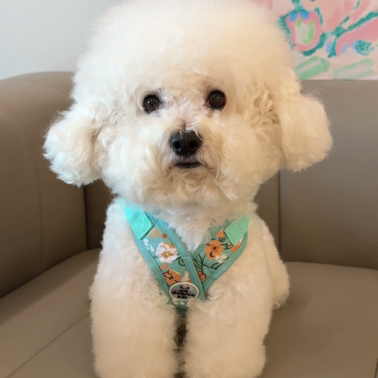 Chewie Viral Harness