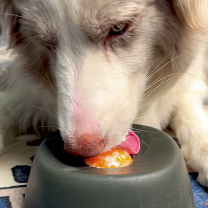 Chewie Viral Licking Bowl