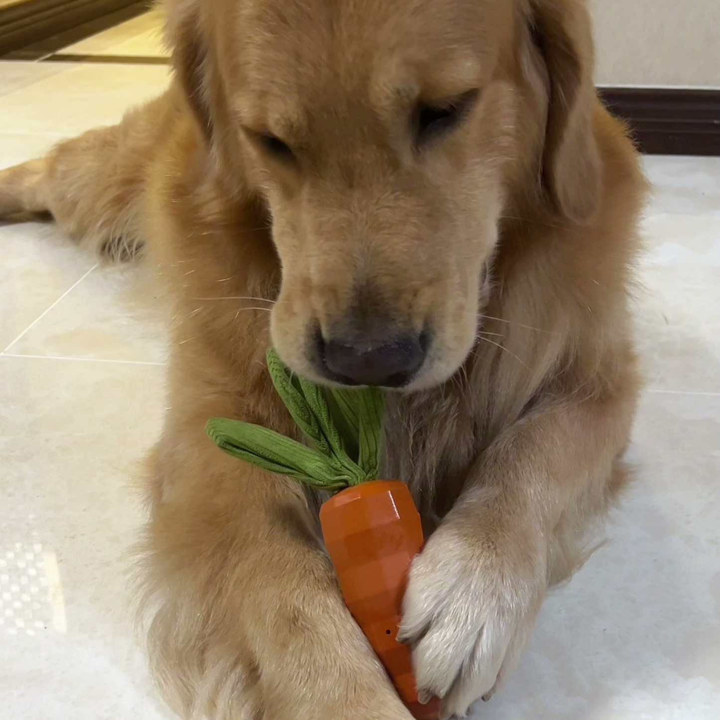 Chewie Viral Indestructible Carrot