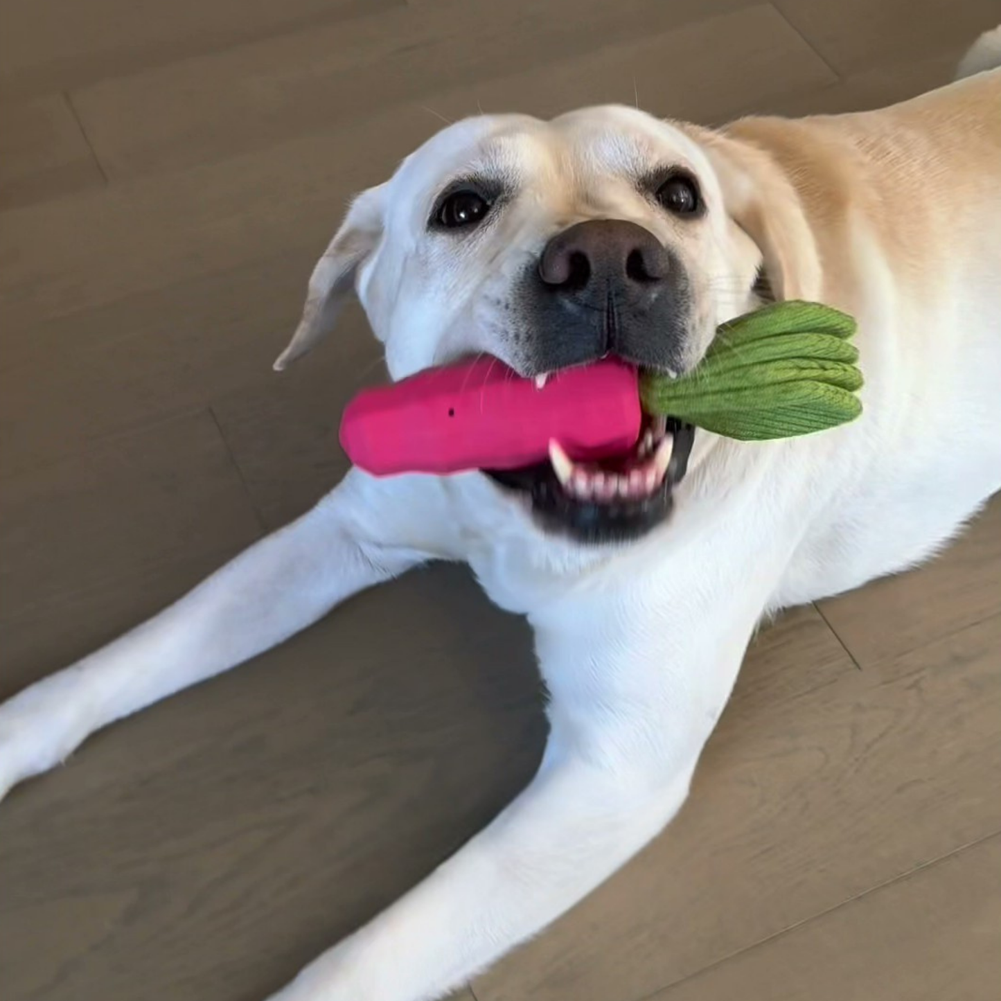 Chewie Viral Indestructible Carrot