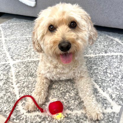 Chewie Viral Rolling Ball