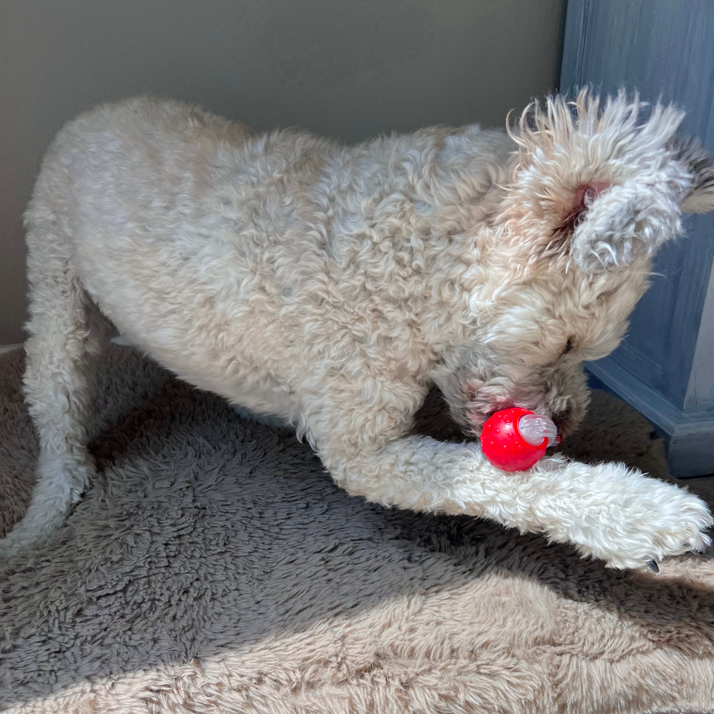 Chewie Viral Rolling Ball